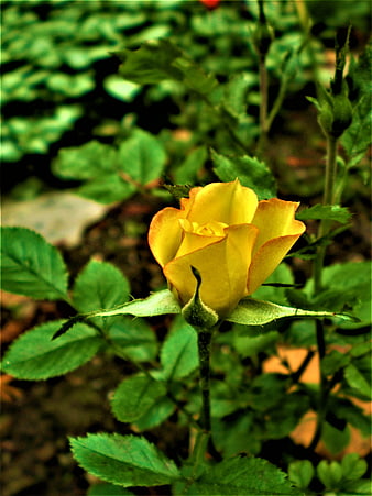 Close-up of a yellow rose bud in a garden