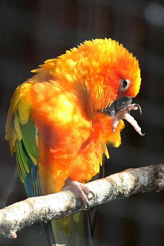 Sun Conure Parrot Scratching Head on Branch