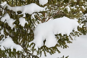 Snow-covered pine branches in a winter forest
