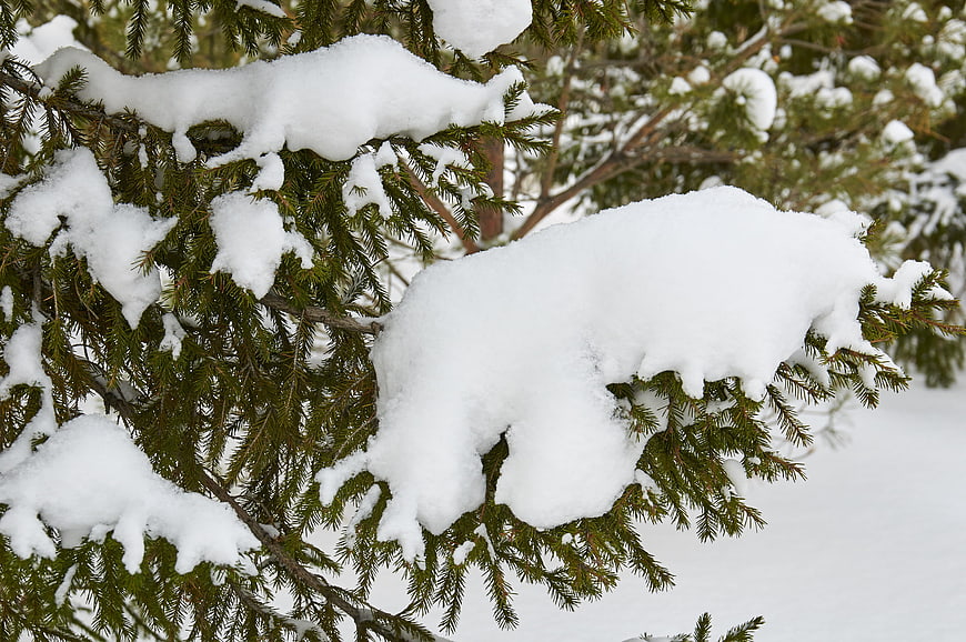 Snow-covered pine branches in a winter forest