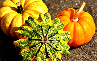 Colorful Autumn Pumpkins and Gourds on Stone