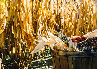 Harvested Indian Corn in Wooden Bucket in Field