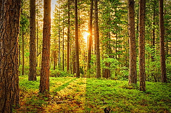 Sunlight streaming through tall pine trees in a green forest