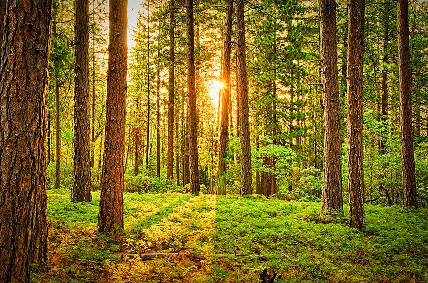 Sunlight streaming through tall pine trees in a green forest