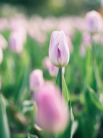 Close-up of a single pink tulip in a blurred garden field