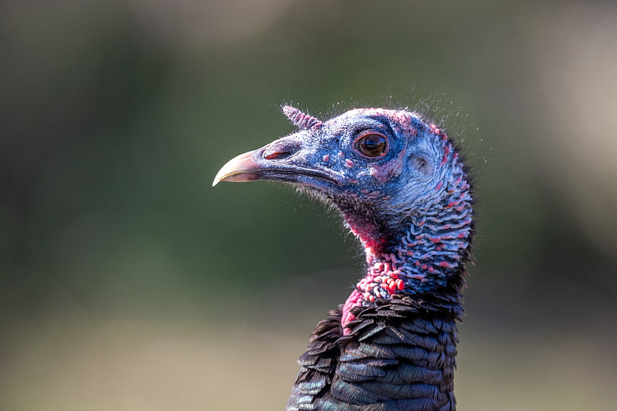 Close-up portrait of a wild turkey head and neck