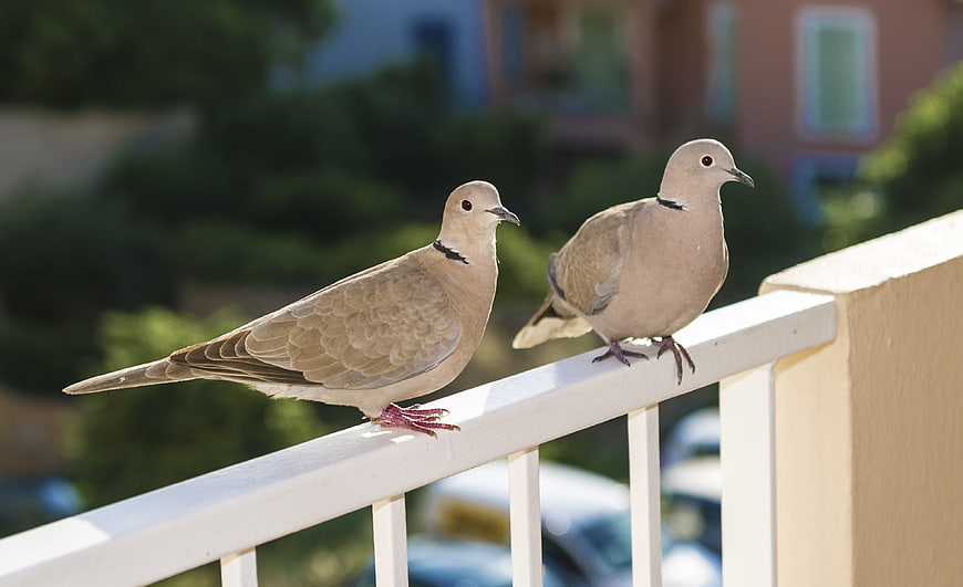Two Collared Doves Perched on a White Balcony Railing