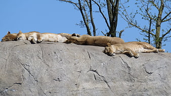 Lionesses sleeping on a large rock under blue sky
