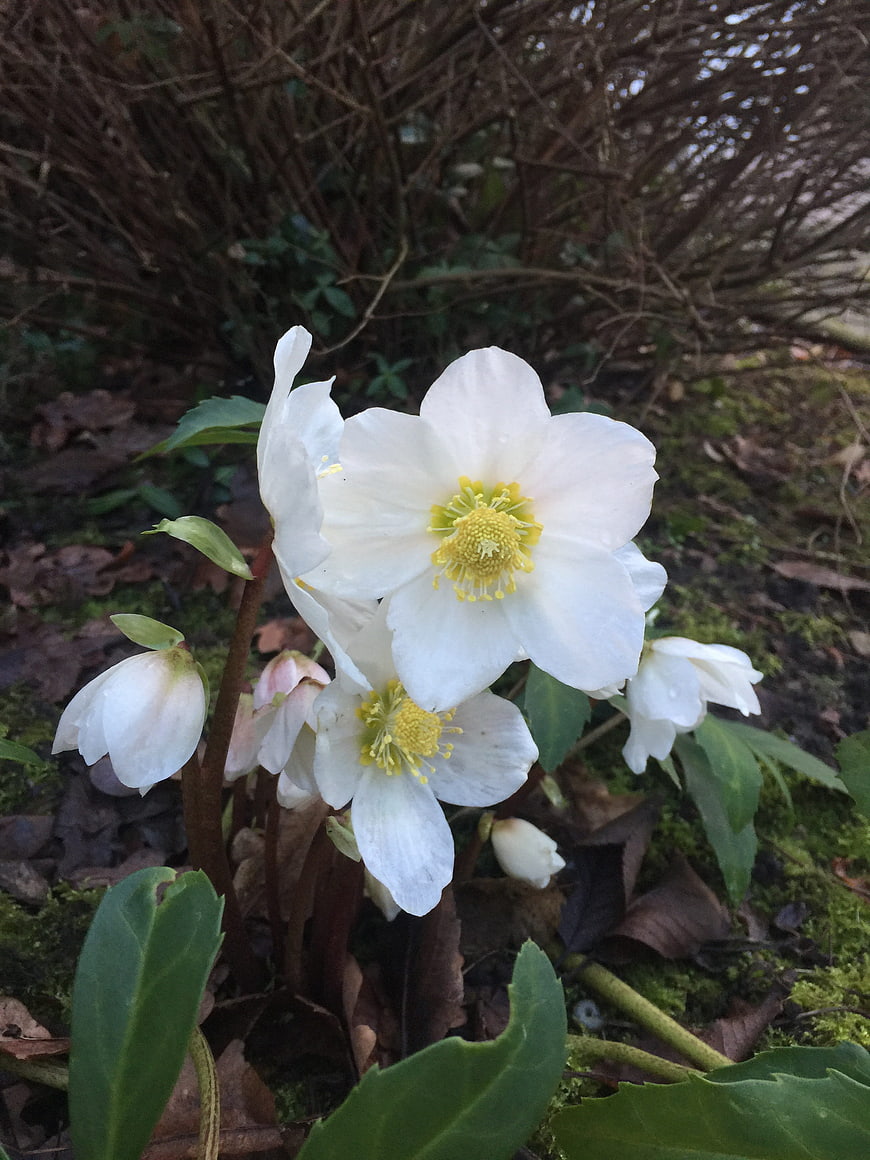 Close-up of white Hellebore flowers blooming in spring garden