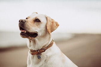 Yellow Labrador Retriever Portrait on Sandy Beach