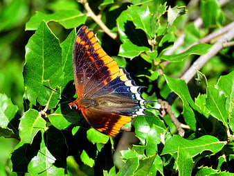 Red Admiral Butterfly on Green Leaves in Sunlight