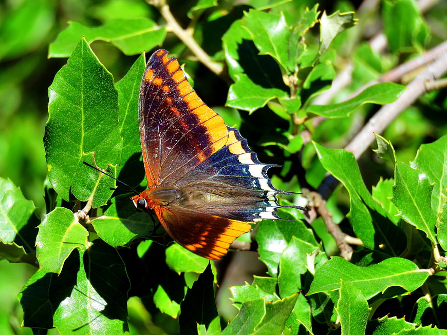 Red Admiral Butterfly on Green Leaves in Sunlight