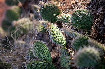 Close-up of Prickly Pear Cactus with Sharp Spines