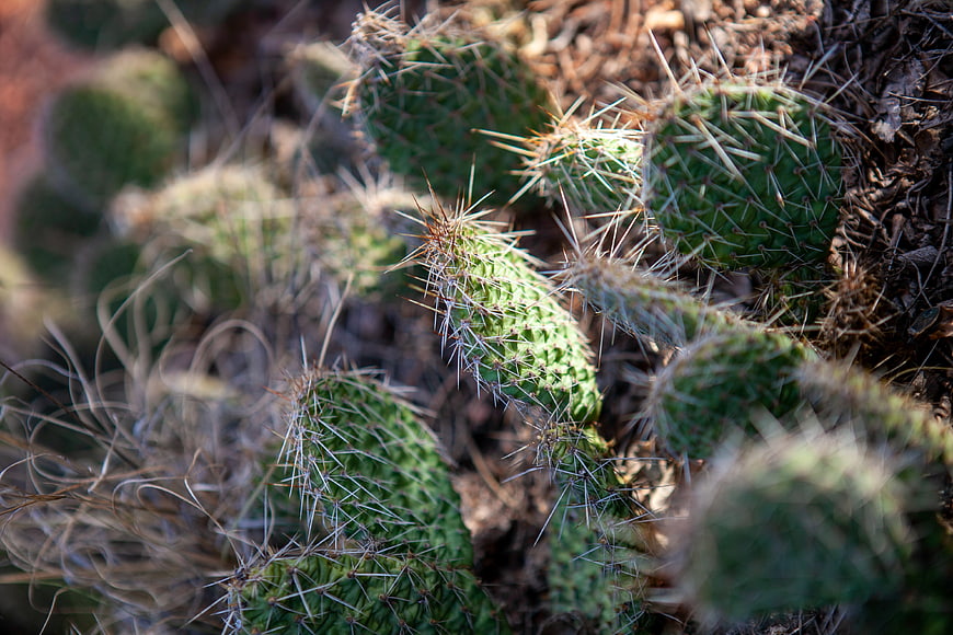 Close-up of Prickly Pear Cactus with Sharp Spines