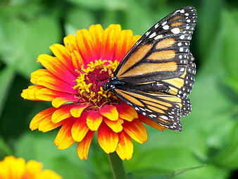 Monarch Butterfly on Vibrant Orange and Pink Zinnia Flower