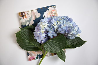 Blue hydrangea flower on floral notebook white background