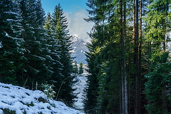Snowy Alpine Forest Path Leading to Mountain Peak
