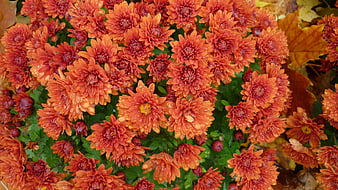 Vibrant Orange Chrysanthemums with Raindrops in Autumn