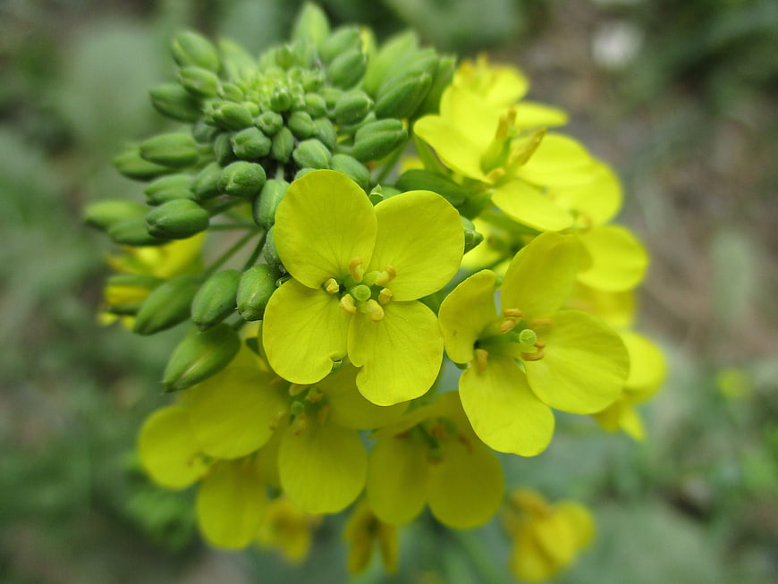 Close-up of yellow rapeseed flowers and green buds