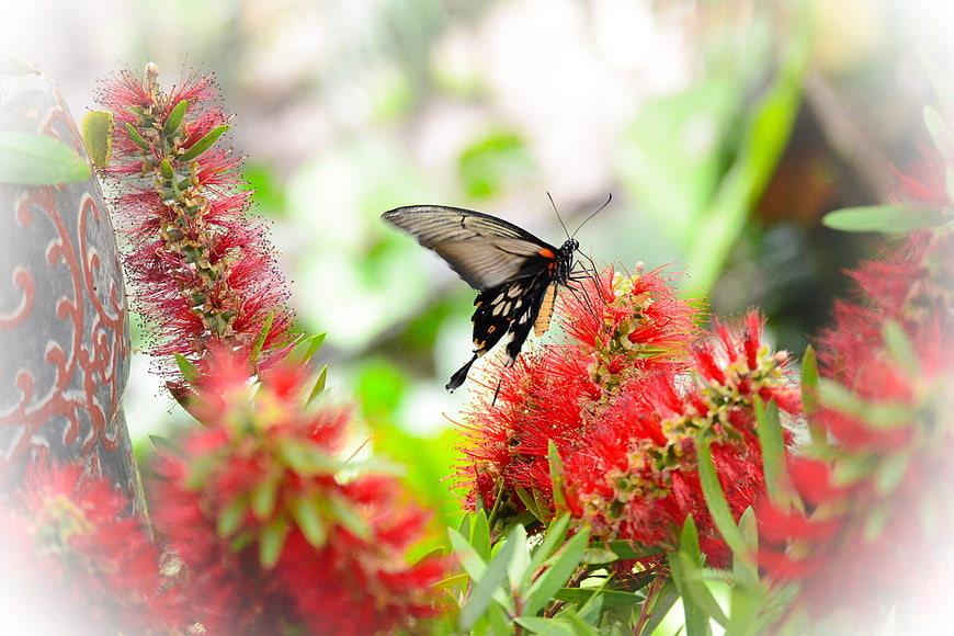 Black butterfly on red bottlebrush flowers in garden