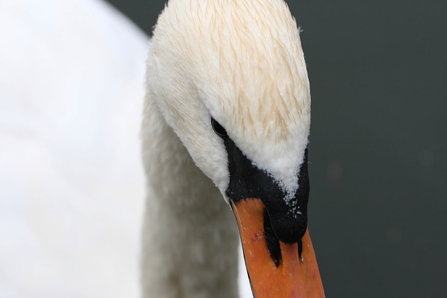 Close-up portrait of a white swan head and orange beak