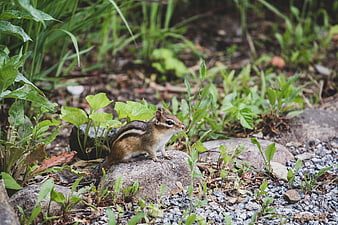 Chipmunk perched on a rock in a garden
