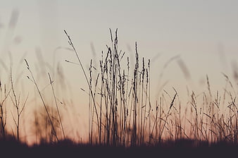 Silhouette of tall grass against a soft sunset sky