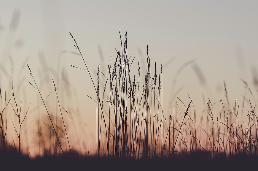 Silhouette of tall grass against a soft sunset sky