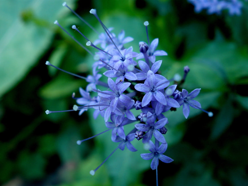 Close-up of Blue Plumbago Flowers with Green Background