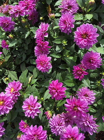 Vibrant Pink Dahlia Flowers in Full Bloom