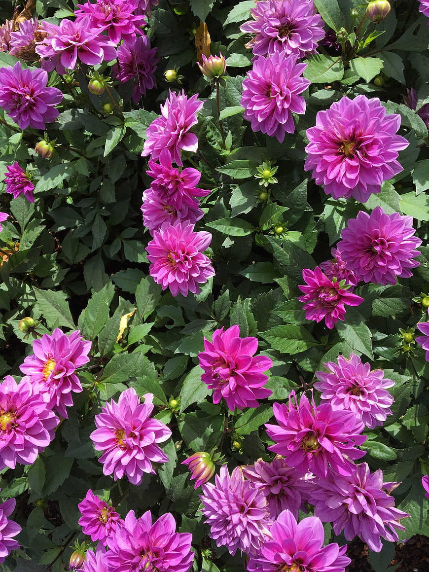 Vibrant Pink Dahlia Flowers in Full Bloom