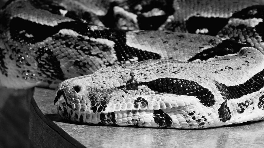 Close-up Black and White Photo of a Ball Python Snake