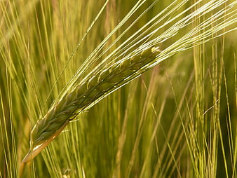 Close-up of green wheat grain stalk in golden sunlight