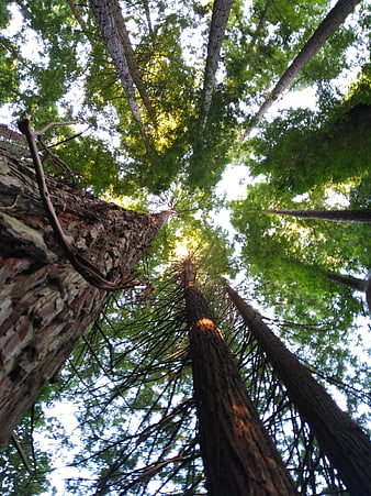Low angle view of tall pine trees in a forest canopy