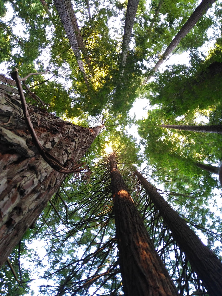 Low angle view of tall pine trees in a forest canopy