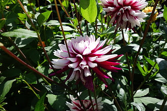 Vibrant Pink and White Dahlia Flower in Garden