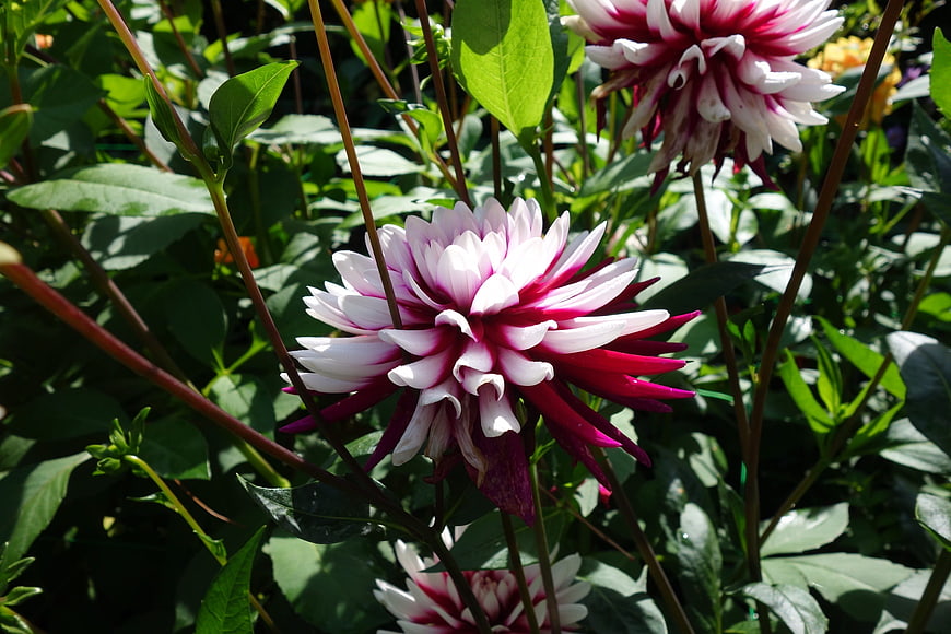 Vibrant Pink and White Dahlia Flower in Garden