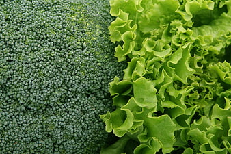 Close-up of fresh broccoli and crisp lettuce leaves