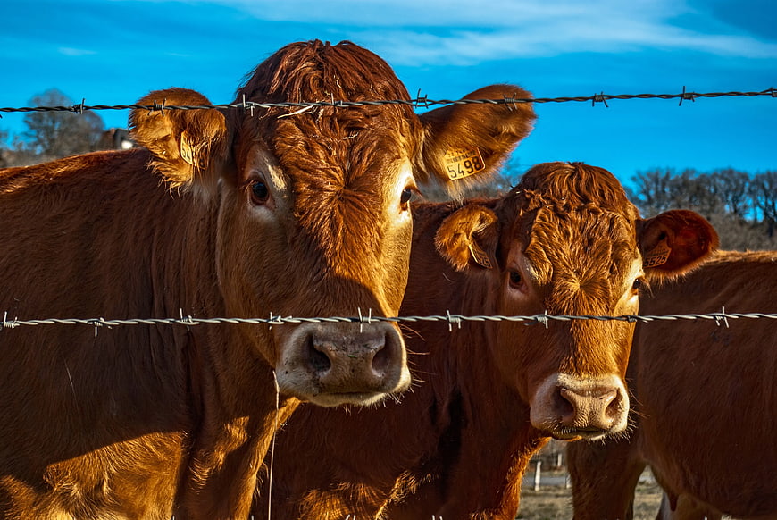 Curious Brown Cows Looking Through Barbed Wire Fence