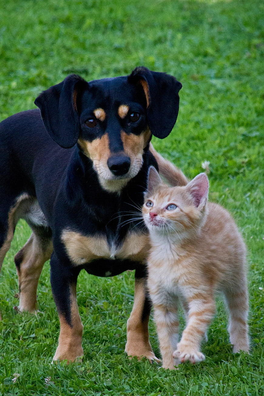 Black and tan dog standing with orange kitten on green grass