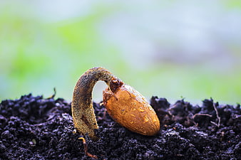Close-up of a germinating durian seed sprouting from dark soil