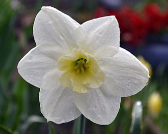 Close-up of a white daffodil with yellow center