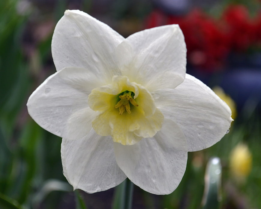 Close-up of a white daffodil with yellow center