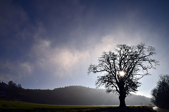 Silhouette of Bare Tree with Sunburst in Misty Landscape