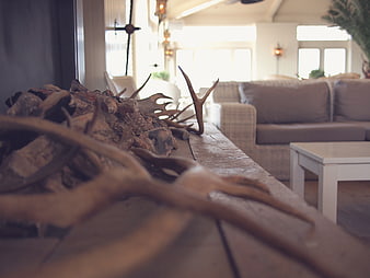 Rustic antlers and driftwood on wooden table in living room