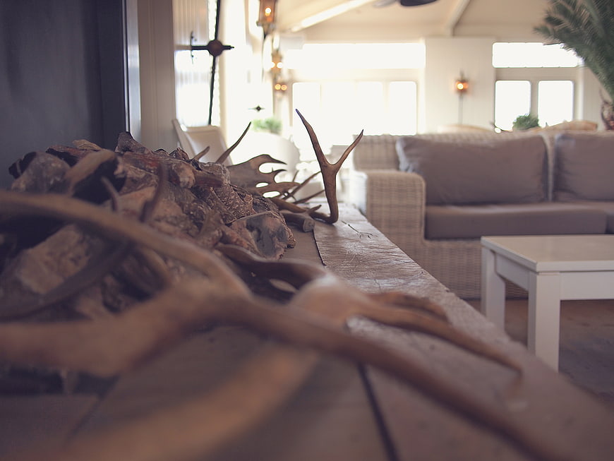 Rustic antlers and driftwood on wooden table in living room