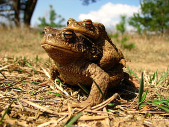 Two toads mating in grassy field close-up