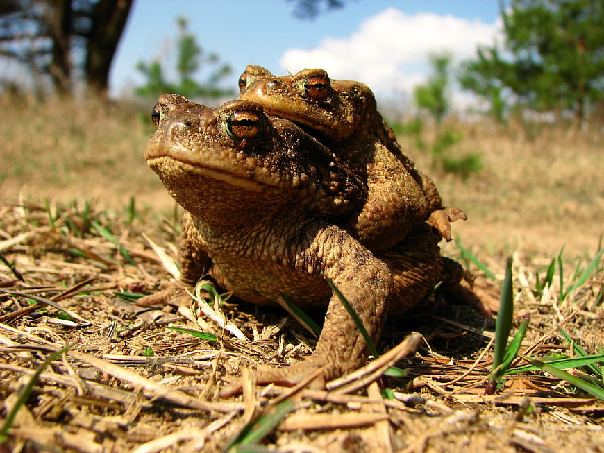 Two toads mating in grassy field close-up