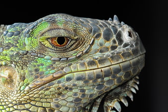 Close-up of Green Iguana Head with Detailed Scales