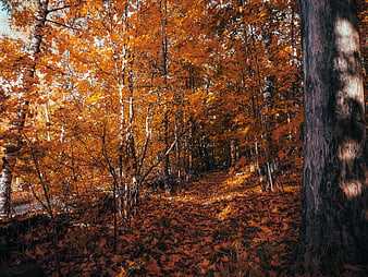 Sunlit Autumn Forest Path with Vibrant Orange Foliage
